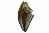 Theropod (Raptor) Tooth - Judith River Formation #133593-1
